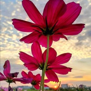 Meet your Posher, Natia